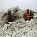 پاکستان میں کپاس کی پیداوار