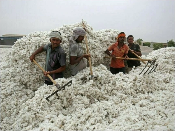پاکستان میں کپاس کی پیداوار