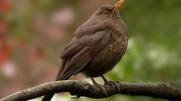 کون سا پرندہ سب سے سریلی آواز میں گاتا ہے؟ نئے سائنسی مطالعے میں انکشاف