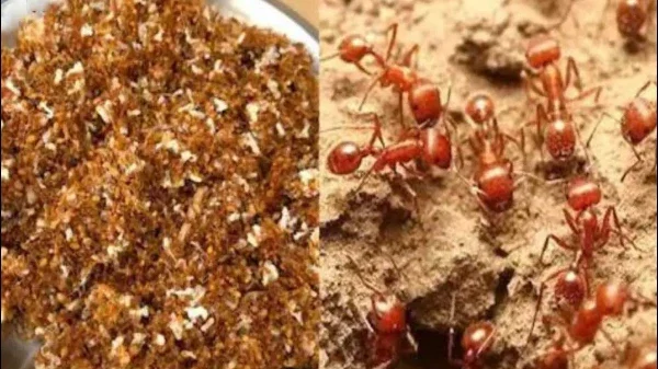 درختوں سے سرخ چیونٹیاں جمع کر کے بنائی جانے والی خاص چٹنی
