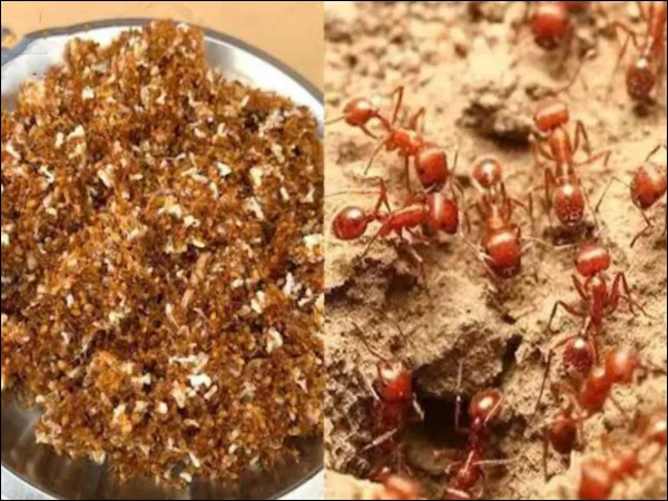 درختوں سے سرخ چیونٹیاں جمع کر کے بنائی جانے والی خاص چٹنی